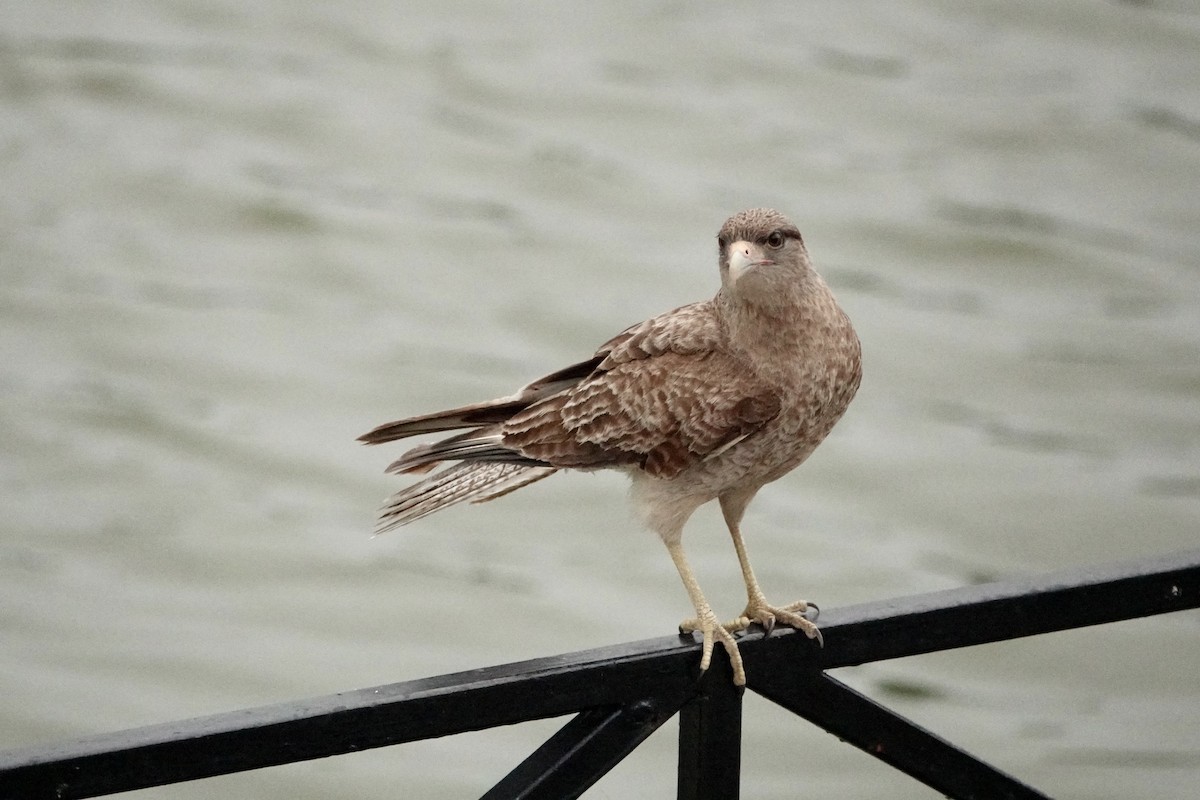 Chimango Caracara - ML647000661