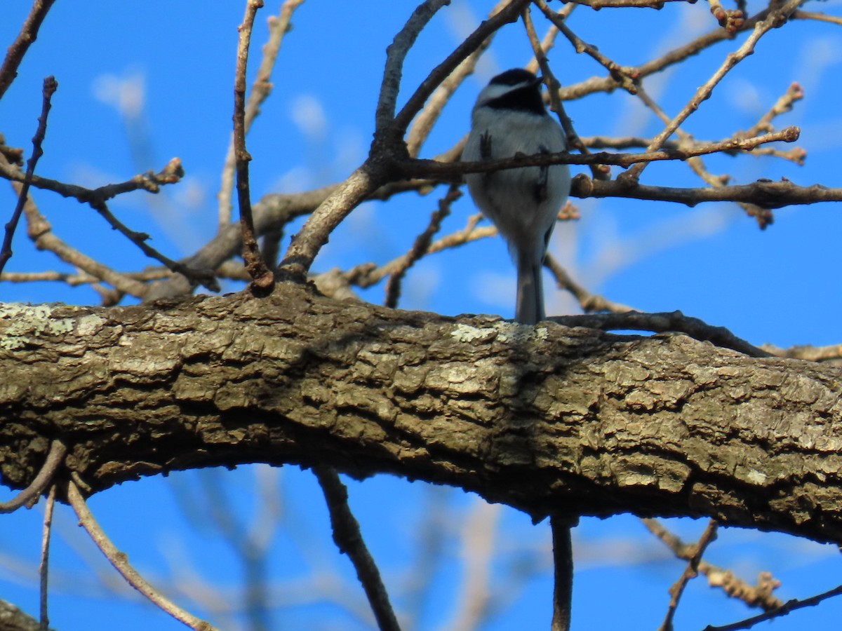 Carolina Chickadee - ML647000662