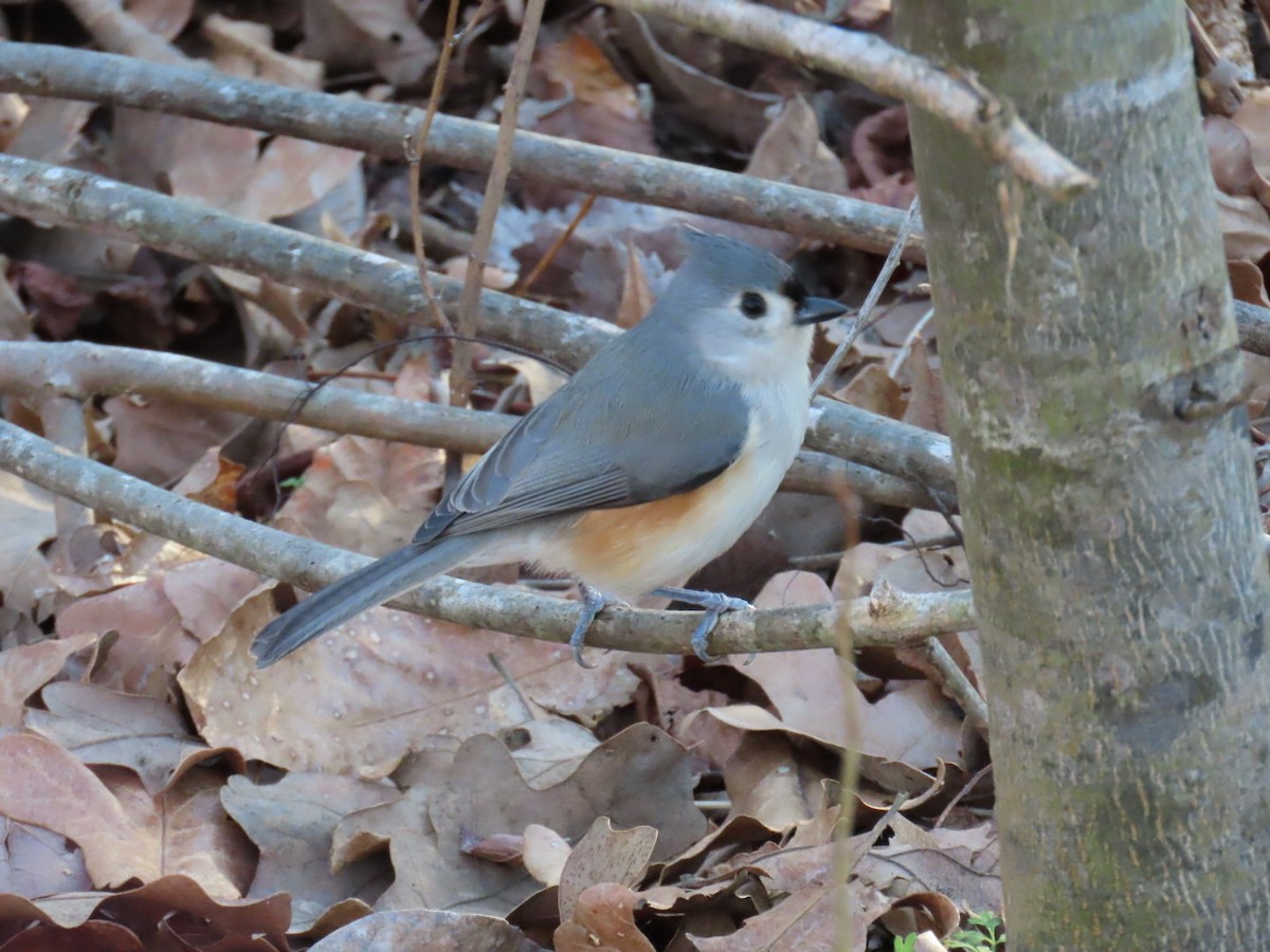 gråduskmeis - ML647000674