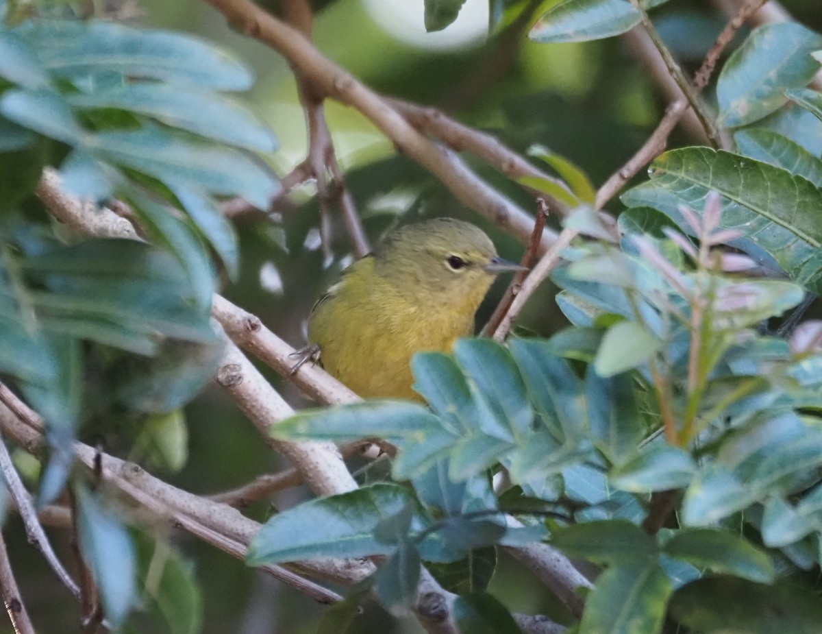 Reinita Coroninaranja - ML647000675