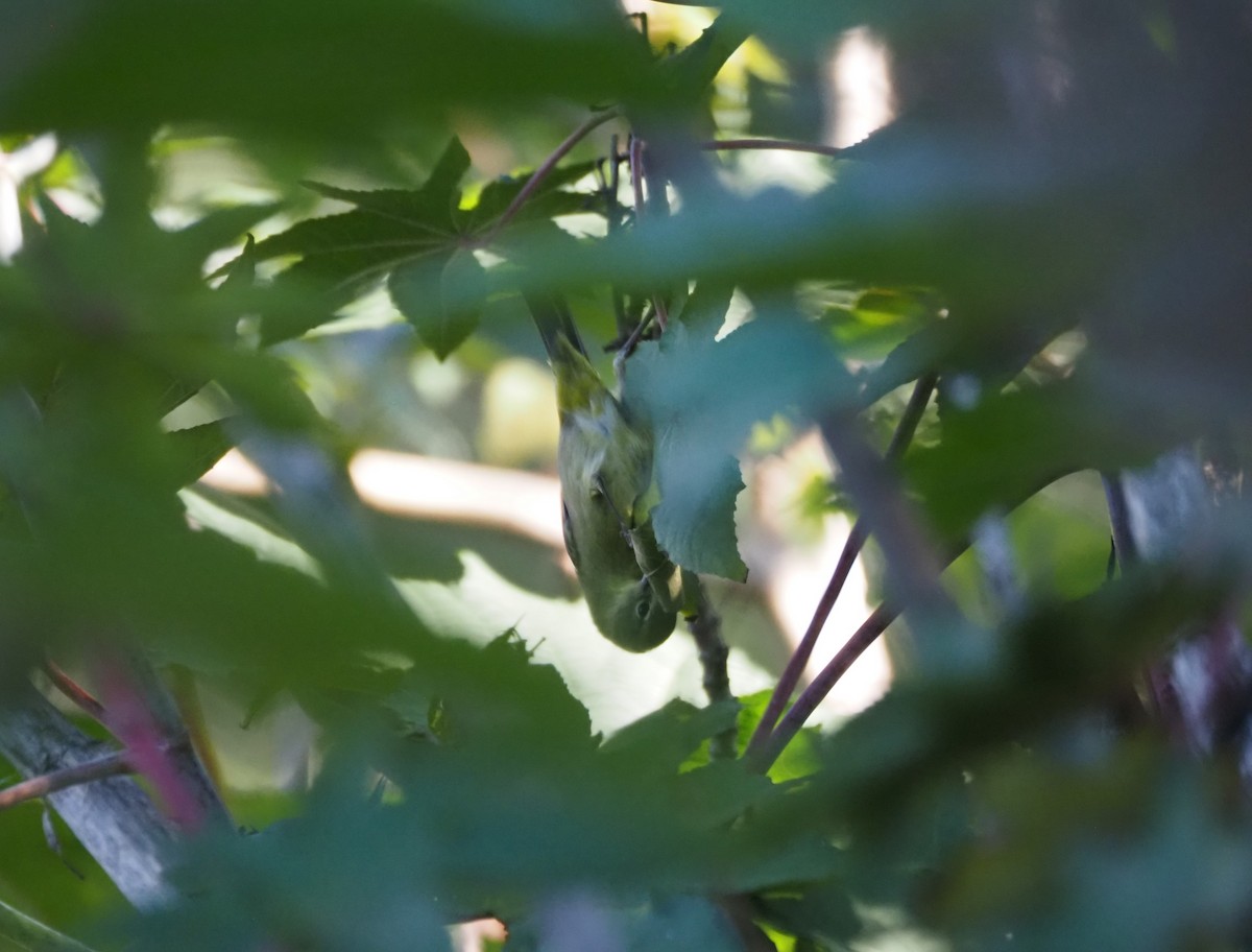 Reinita Coroninaranja - ML647000676