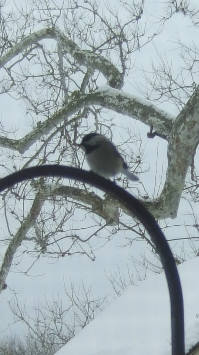 Carolina Chickadee - ML647000677
