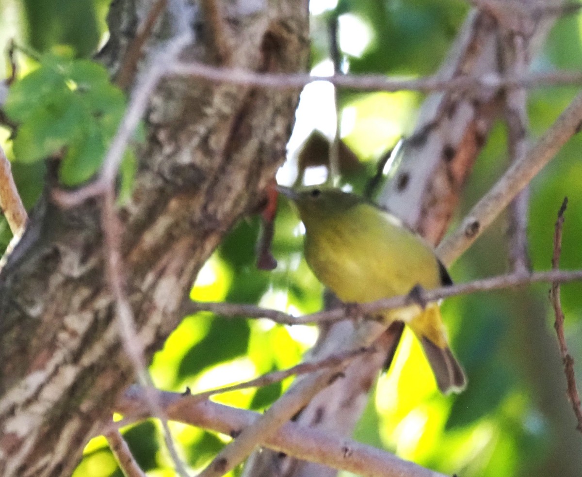 Reinita Coroninaranja - ML647000678