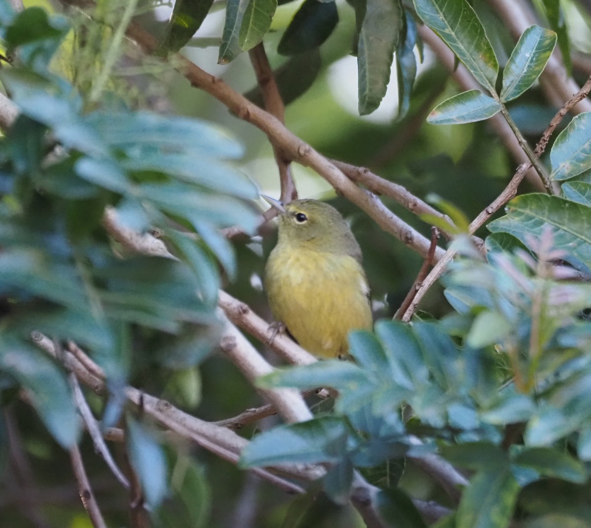 Reinita Coroninaranja - ML647000679