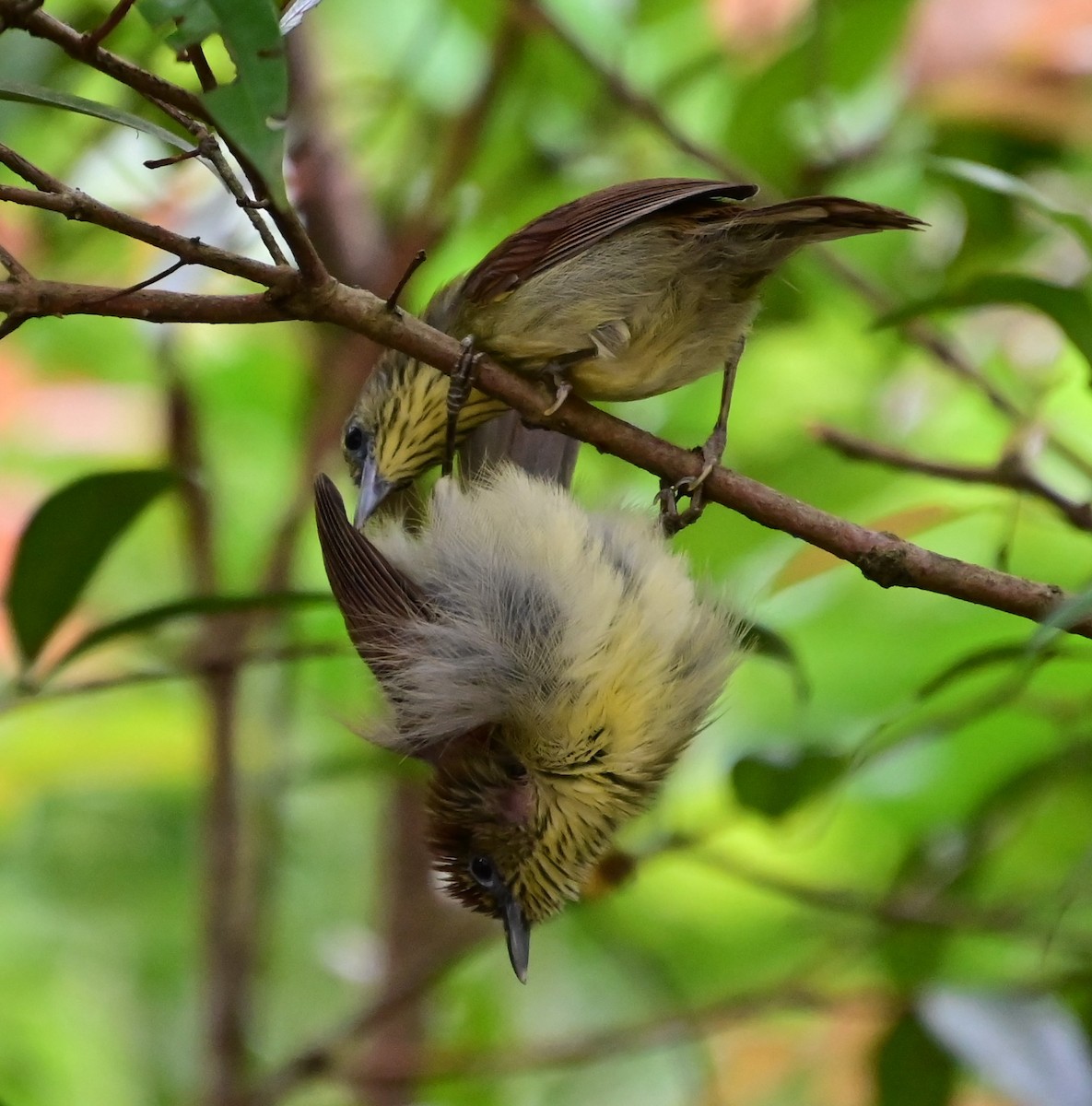 smalstripemeistimal - ML647000683