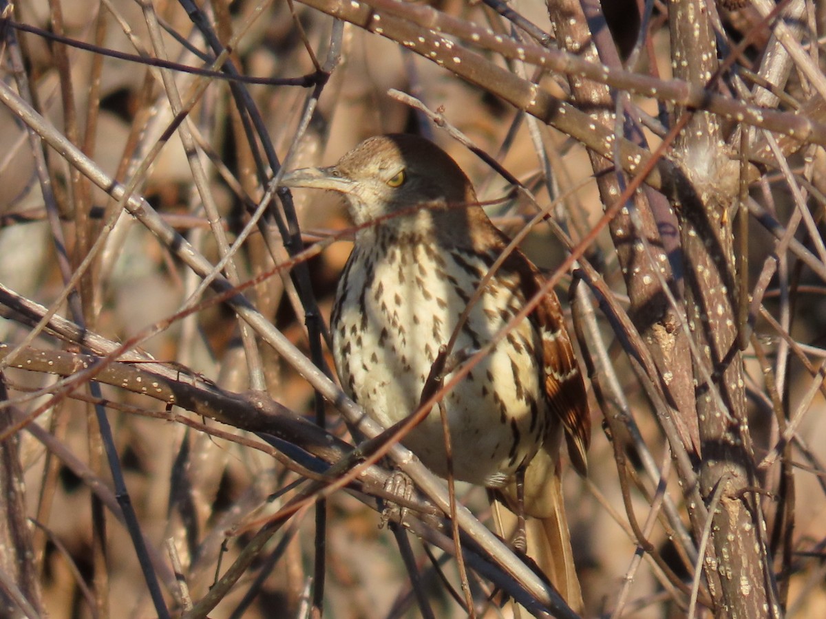 Cuitlacoche Rojizo - ML647000685
