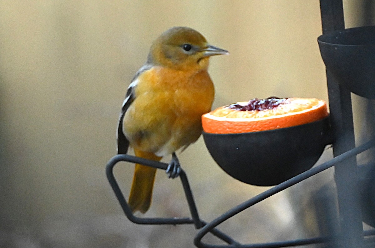 ボルチモアムクドリモドキ - ML647000689