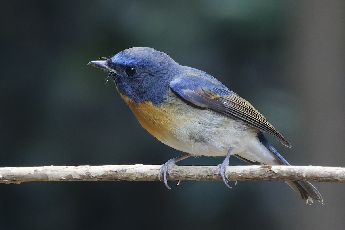Chinese Blue Flycatcher - ML647000691