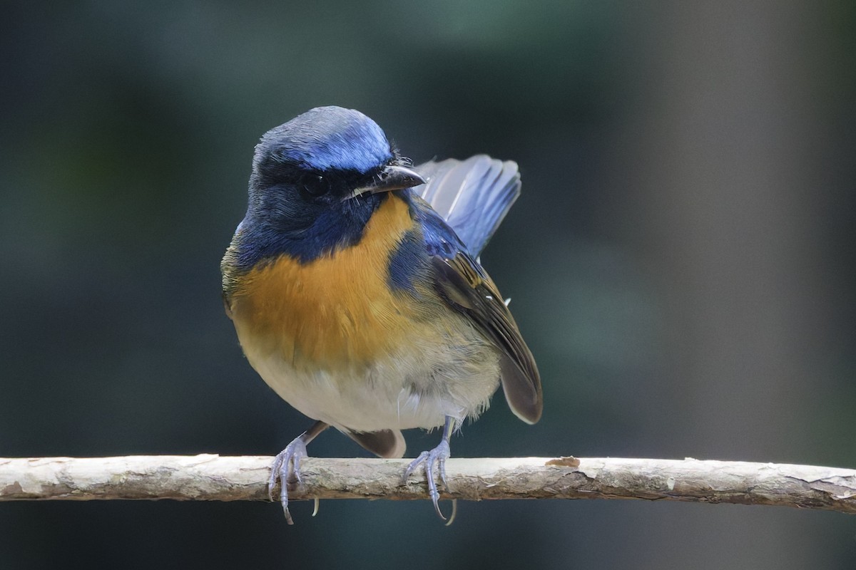 Chinese Blue Flycatcher - ML647000692