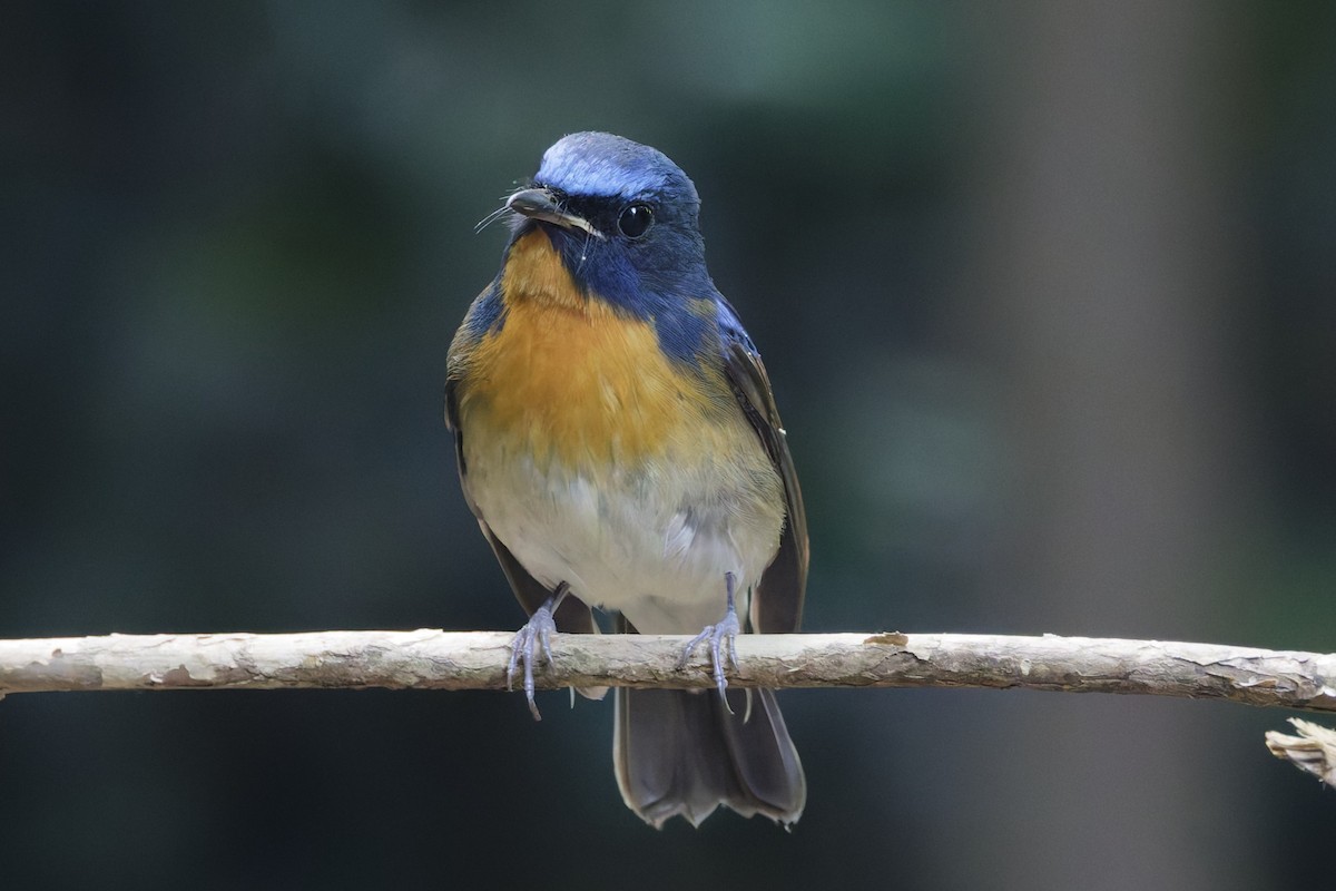 Chinese Blue Flycatcher - ML647000693