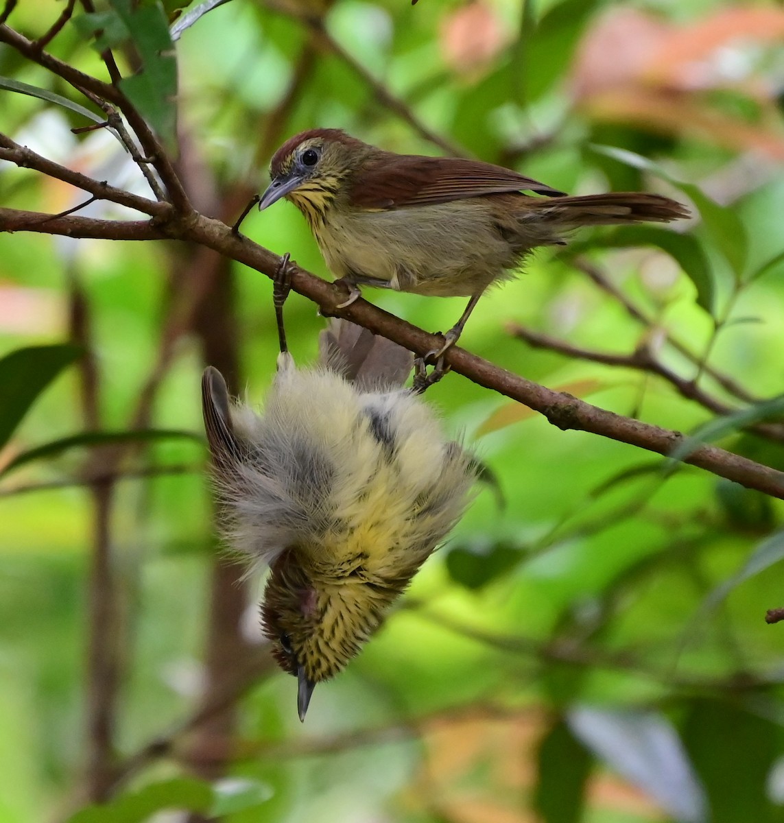 smalstripemeistimal - ML647000694