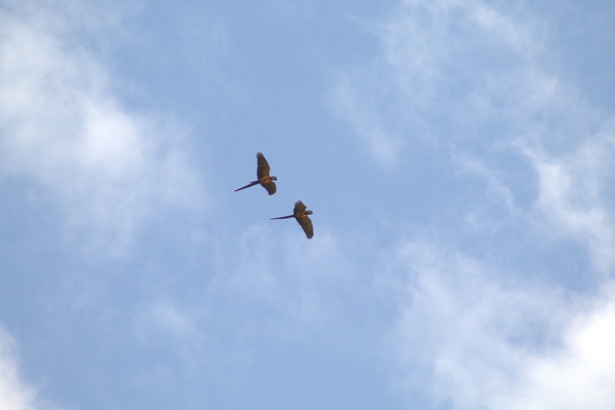 Blue-and-yellow Macaw - ML647000695