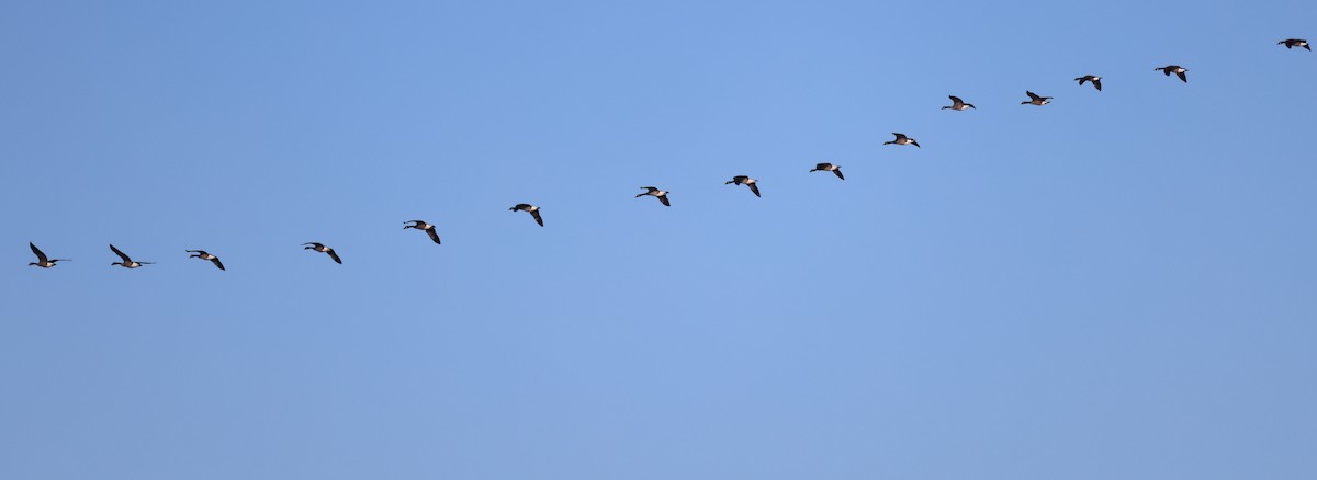 Barnacla Canadiense Grande - ML647000698