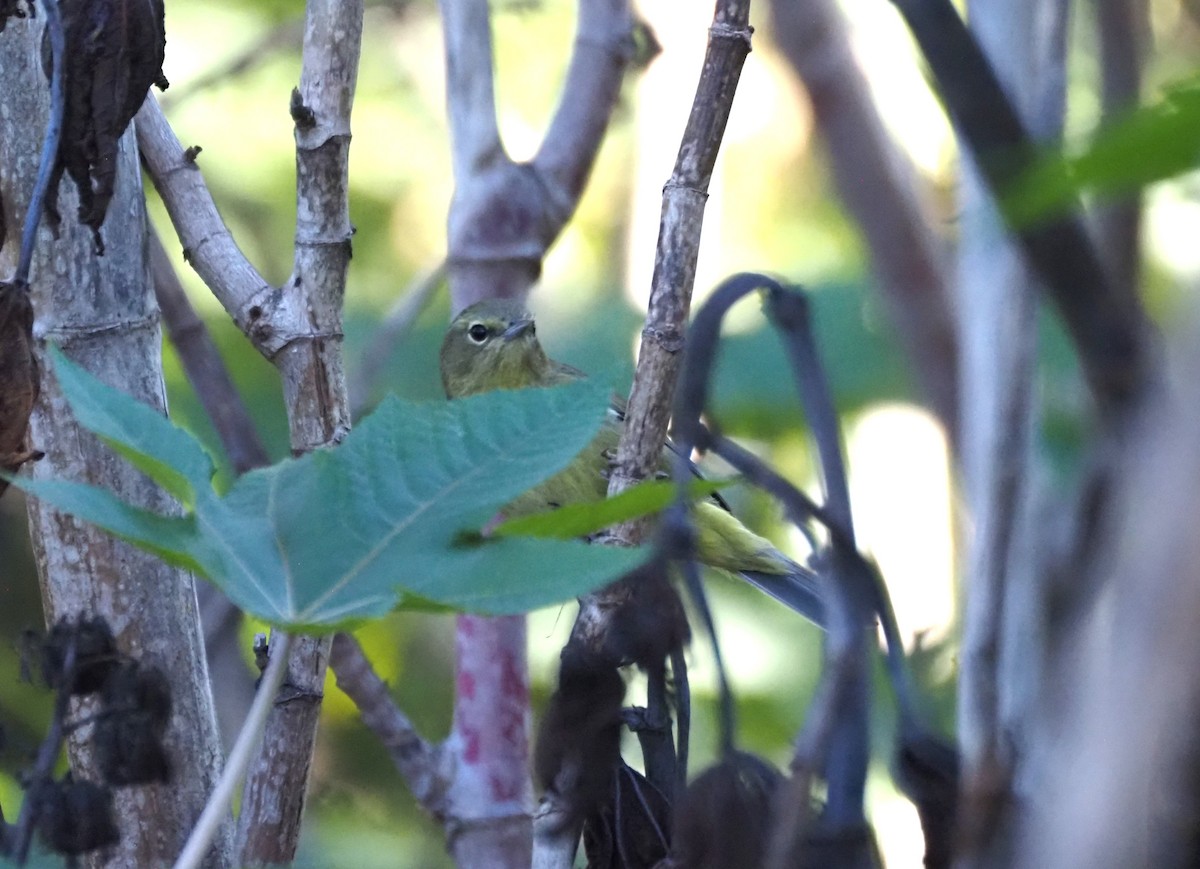 Reinita Coroninaranja - ML647000699