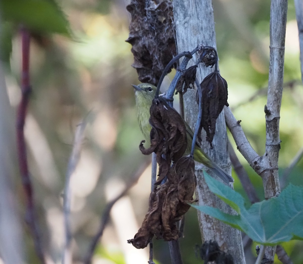 Reinita Coroninaranja - ML647000700