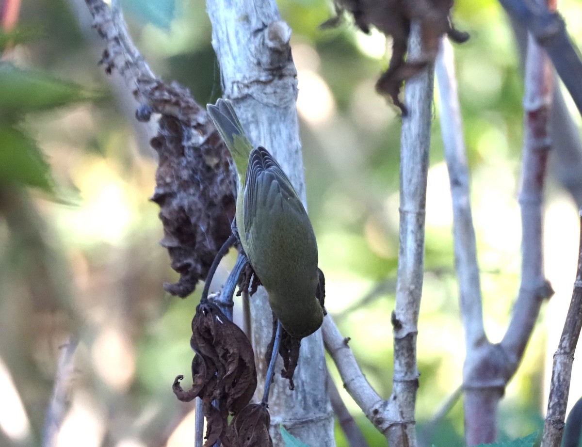 Reinita Coroninaranja - ML647000701