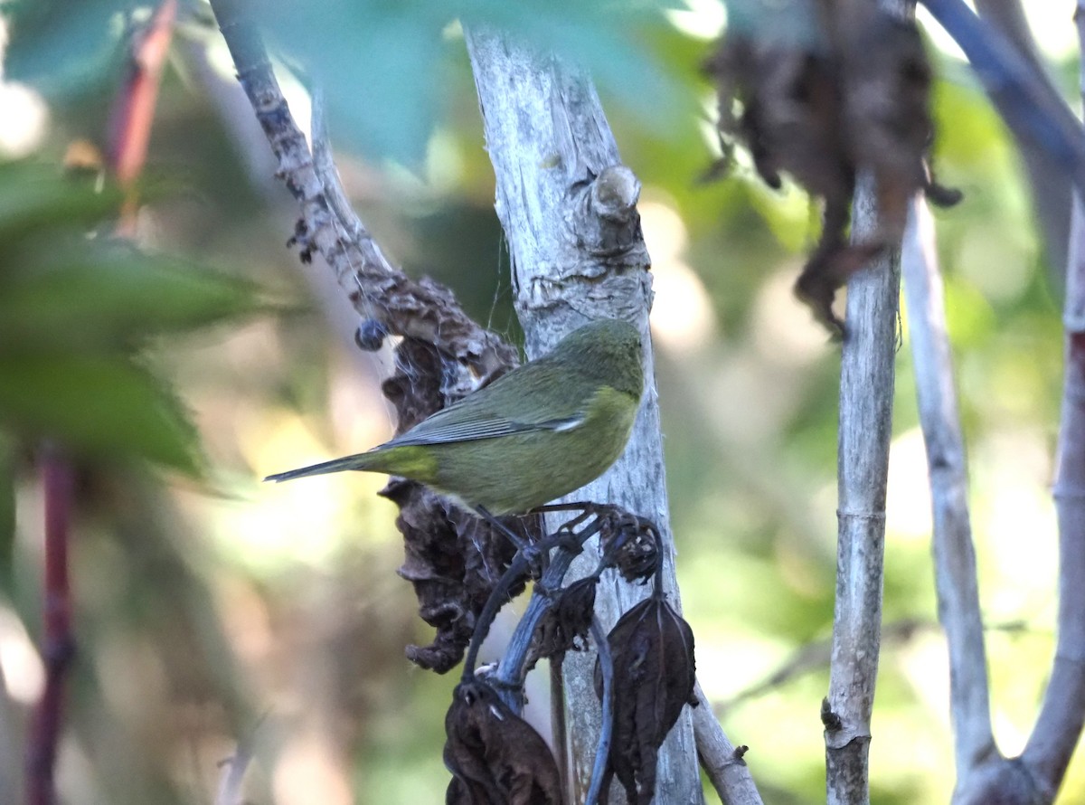 Reinita Coroninaranja - ML647000702