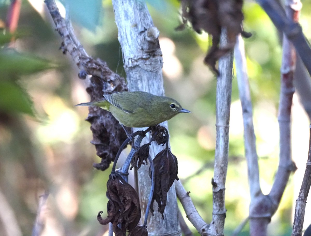 Reinita Coroninaranja - ML647000703