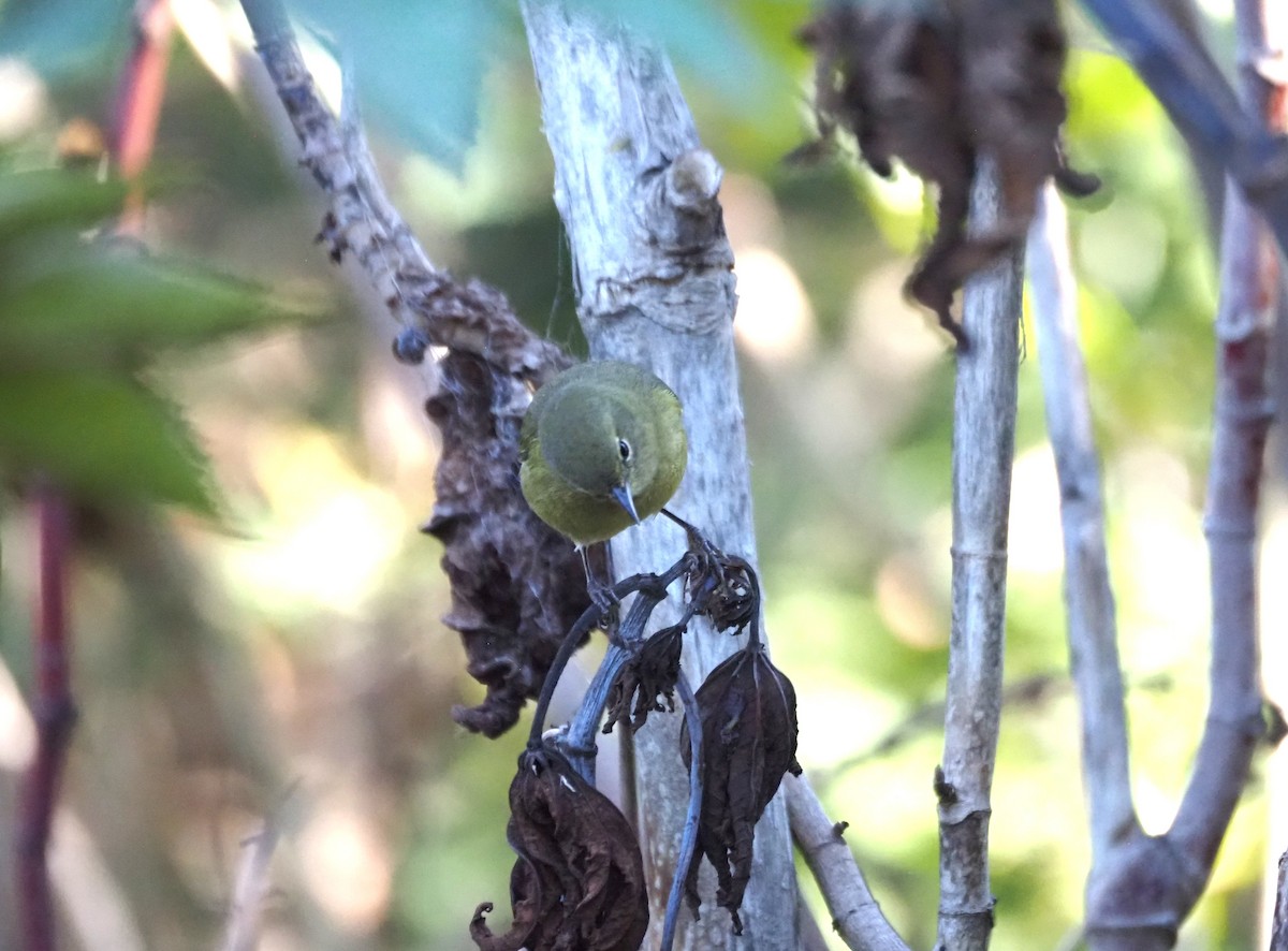 Reinita Coroninaranja - ML647000704