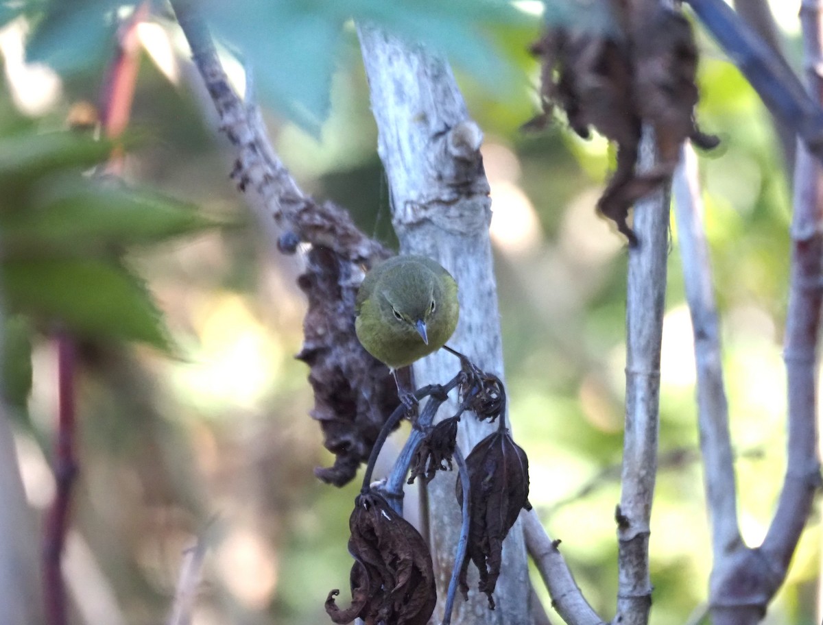 Reinita Coroninaranja - ML647000705