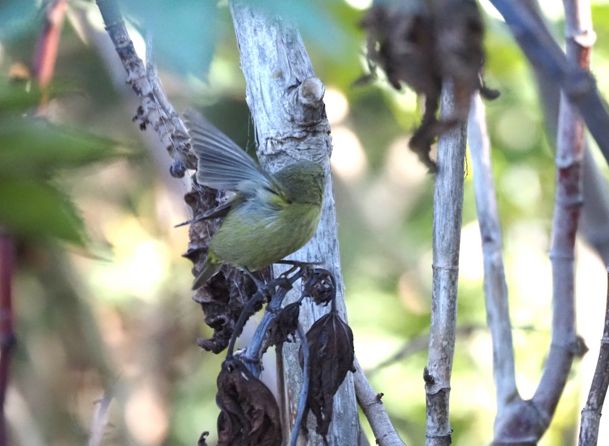 Reinita Coroninaranja - ML647000706