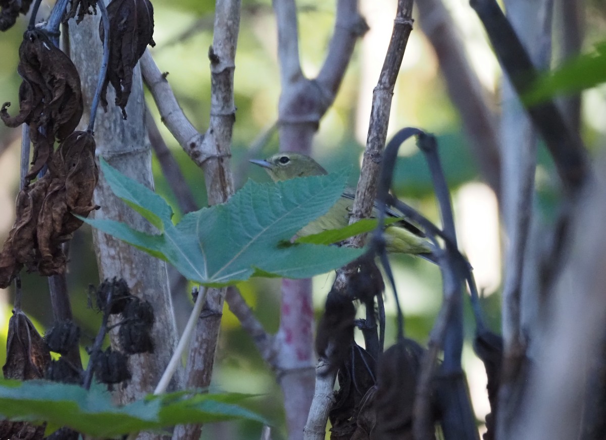 Reinita Coroninaranja - ML647000707