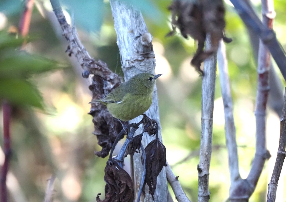 Reinita Coroninaranja - ML647000708