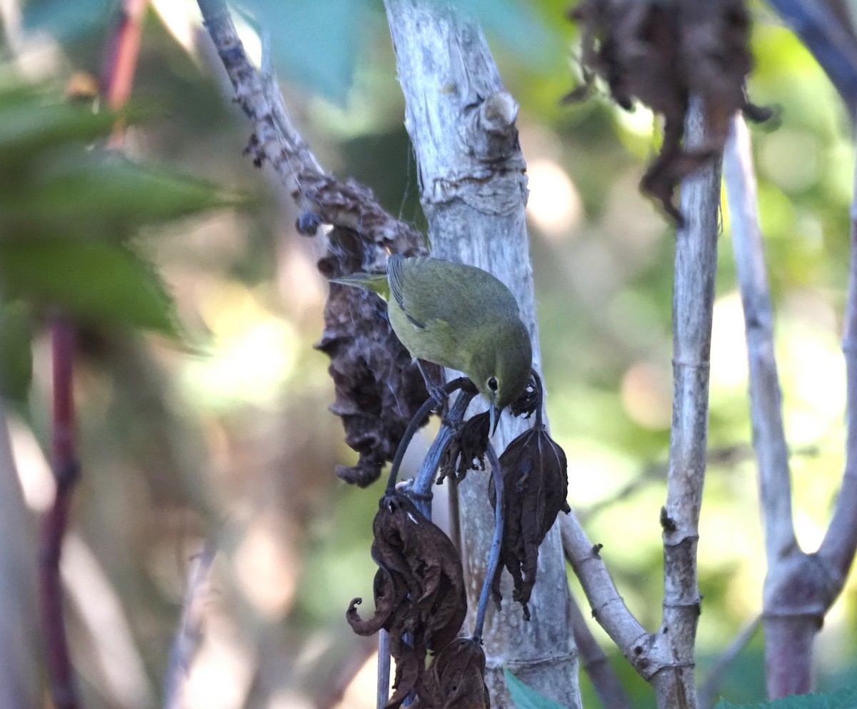 Reinita Coroninaranja - ML647000709