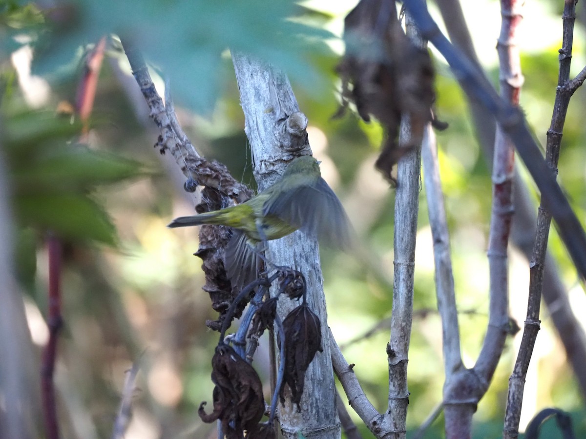 Reinita Coroninaranja - ML647000710