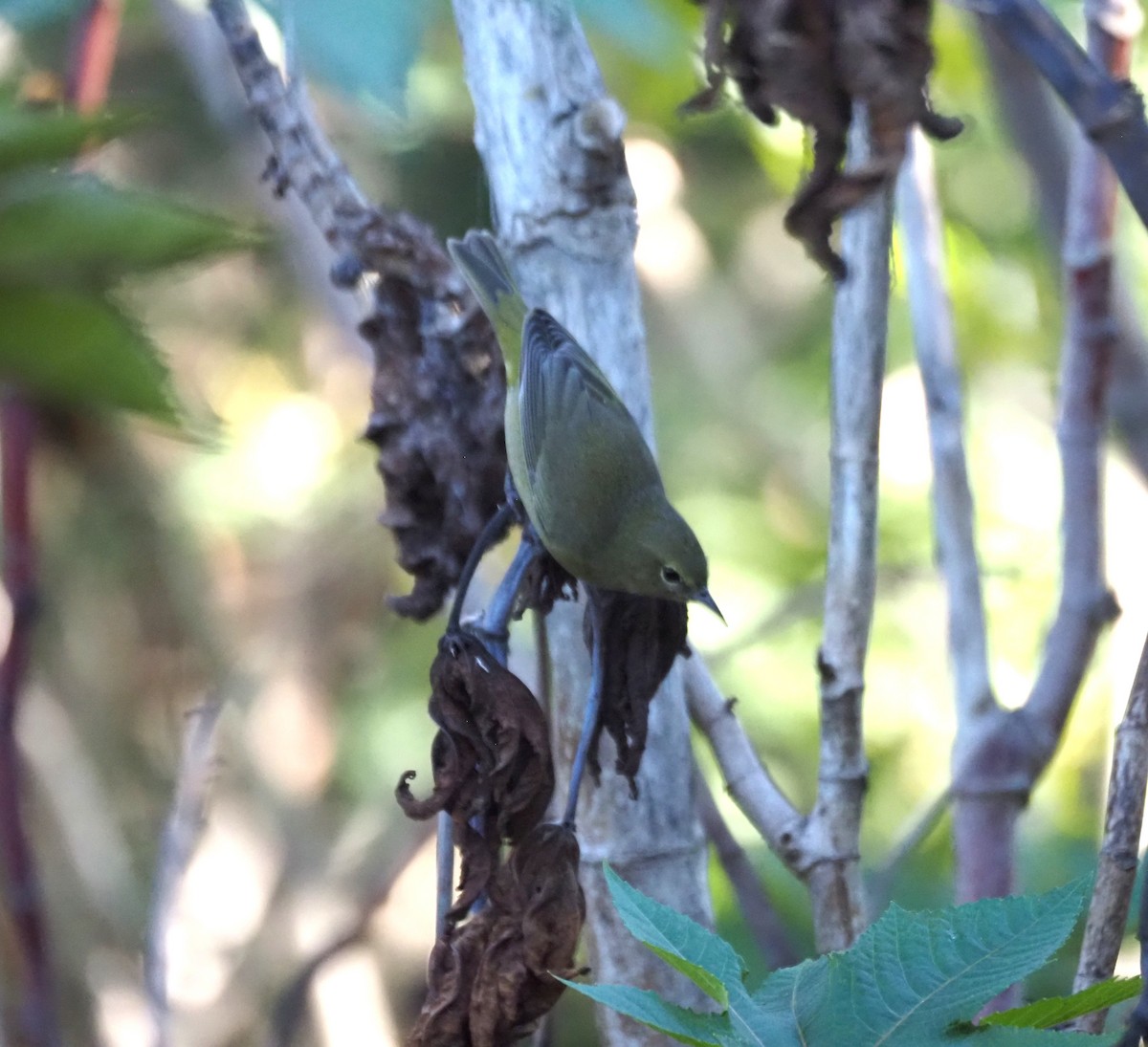 Reinita Coroninaranja - ML647000711