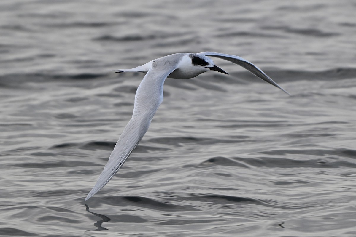 Forster's Tern - ML647000716
