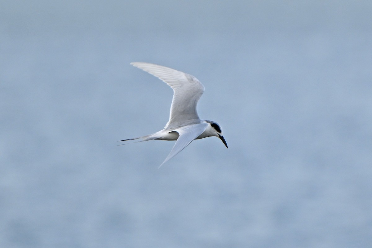 Forster's Tern - ML647000717