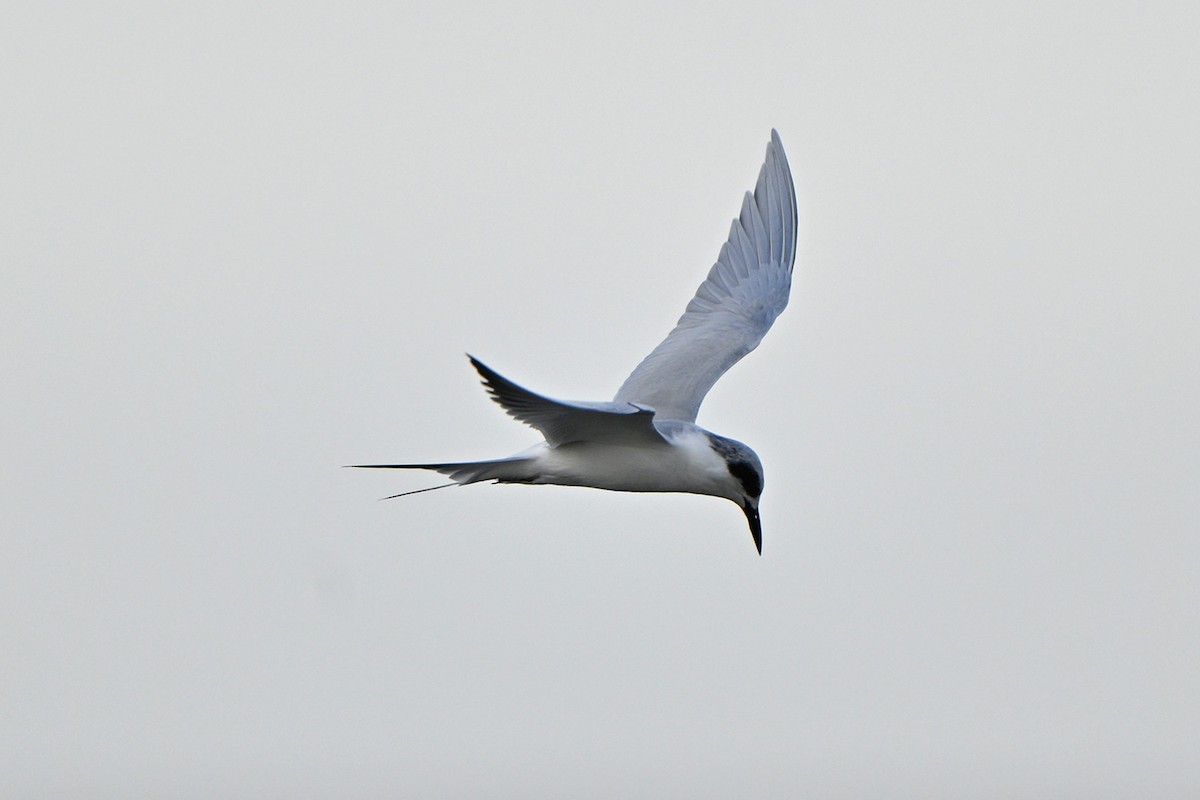 Forster's Tern - ML647000718