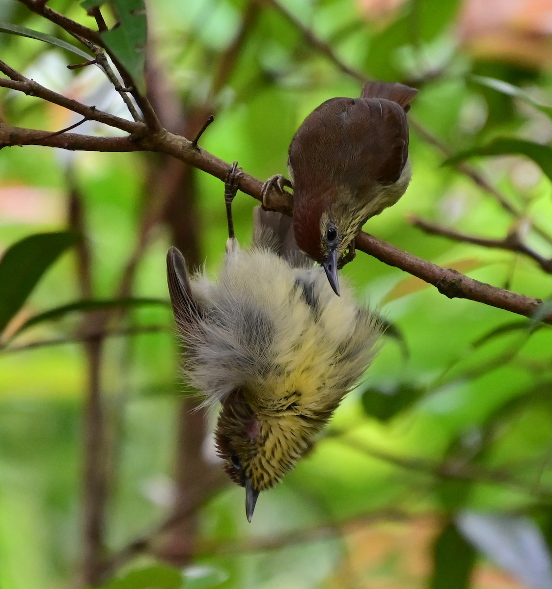 smalstripemeistimal - ML647000724