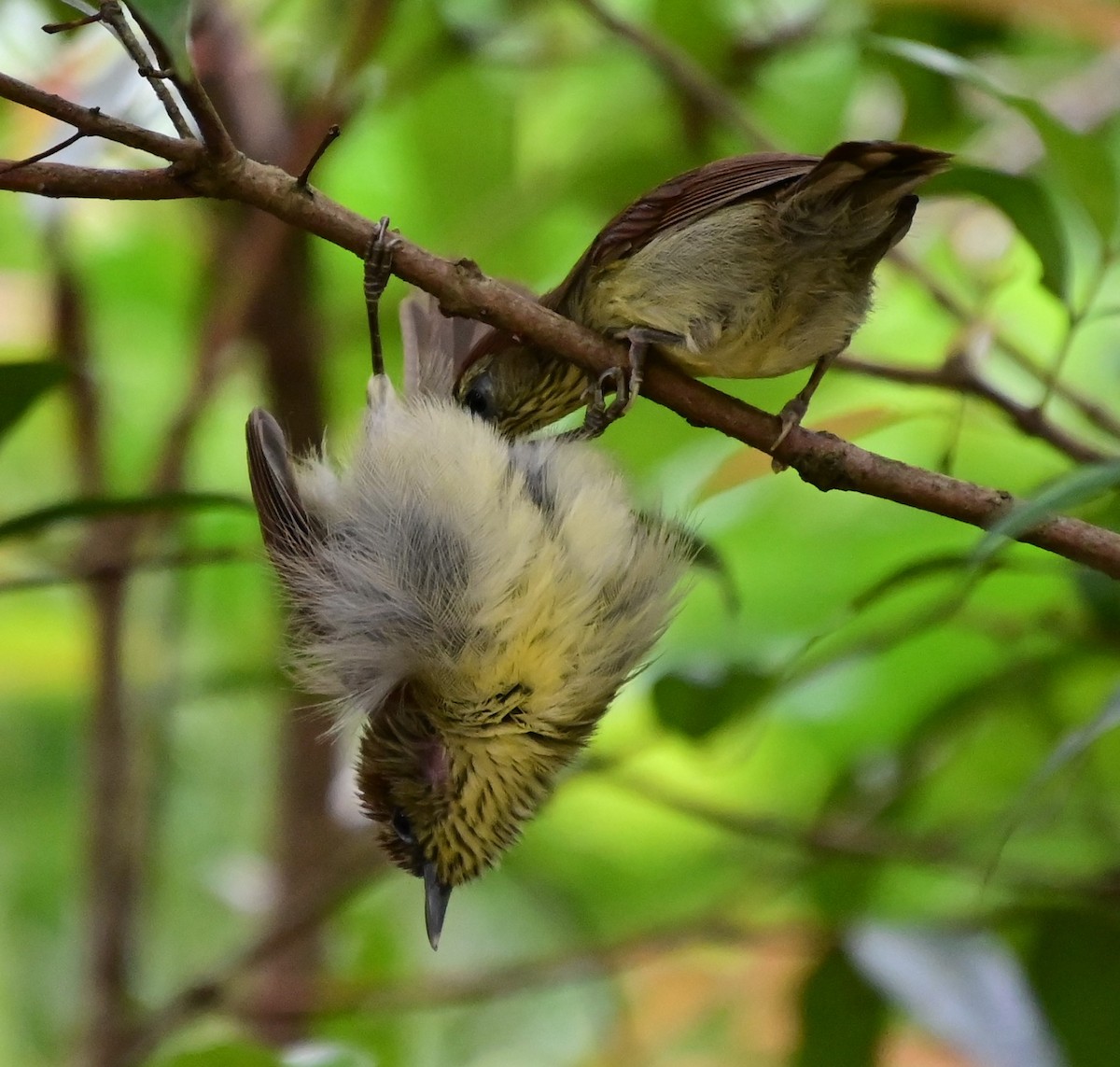 smalstripemeistimal - ML647000728