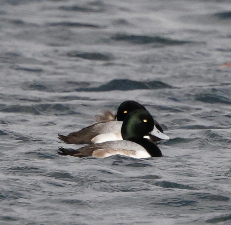 Bergente - ML647000729