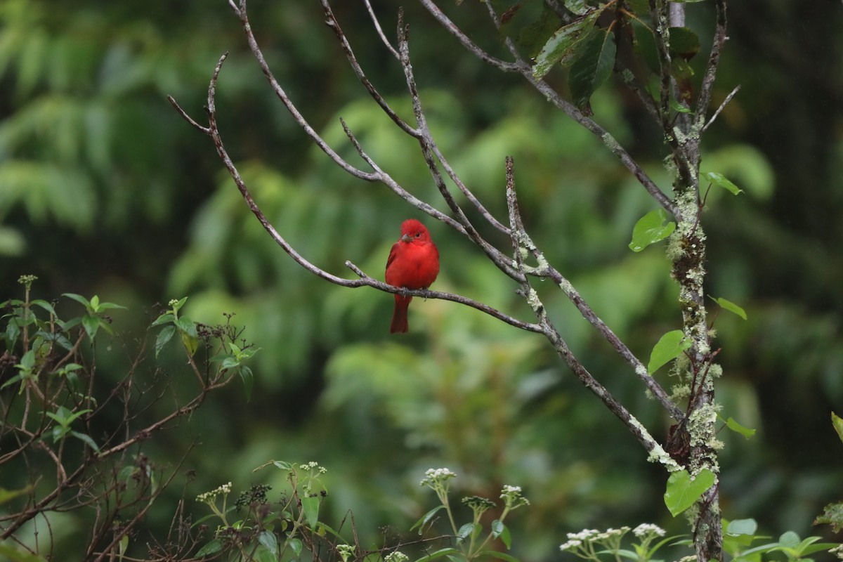 Summer Tanager - ML647000732