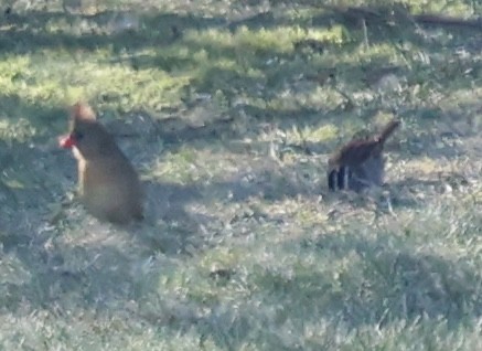 Cardenal Norteño - ML647000752