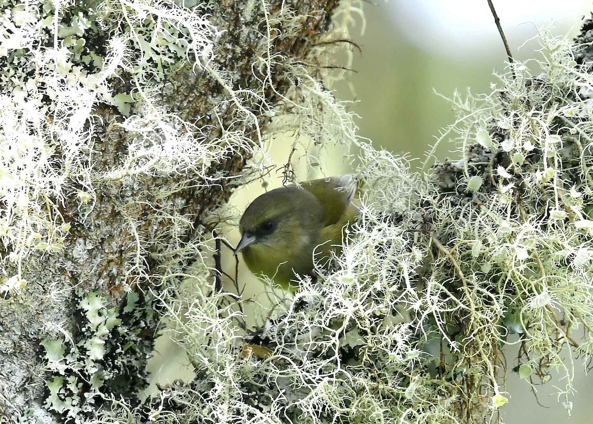 ハワイキバシリ - ML647000758