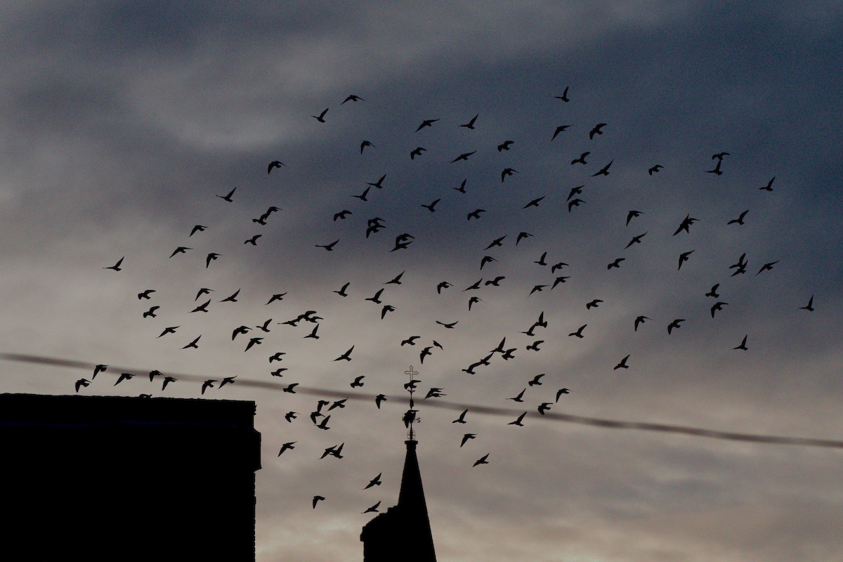 יונת בית - ML647000764