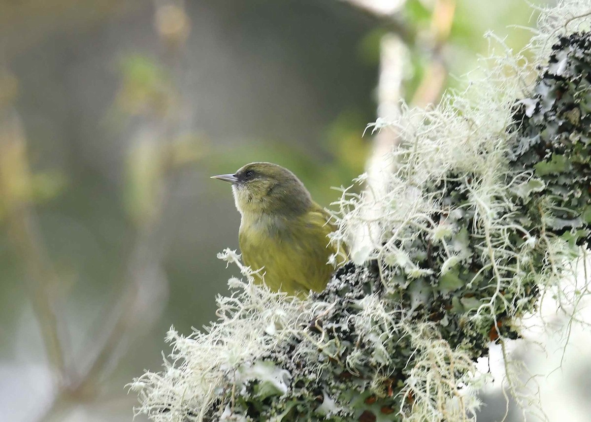 ハワイキバシリ - ML647000766