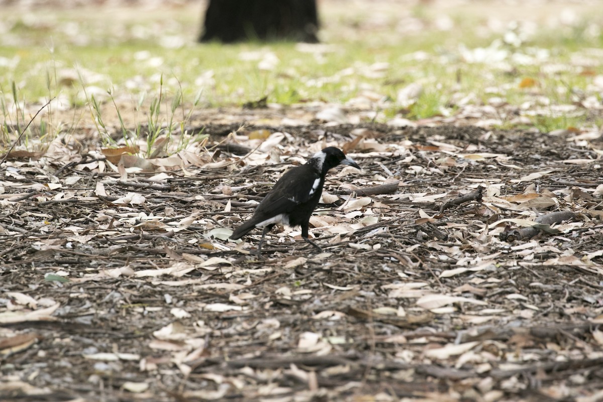 Verdugo Flautista (occidental) - ML647000770