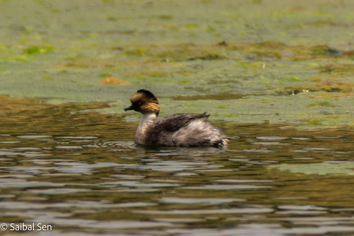 Silvery Grebe - ML647000780
