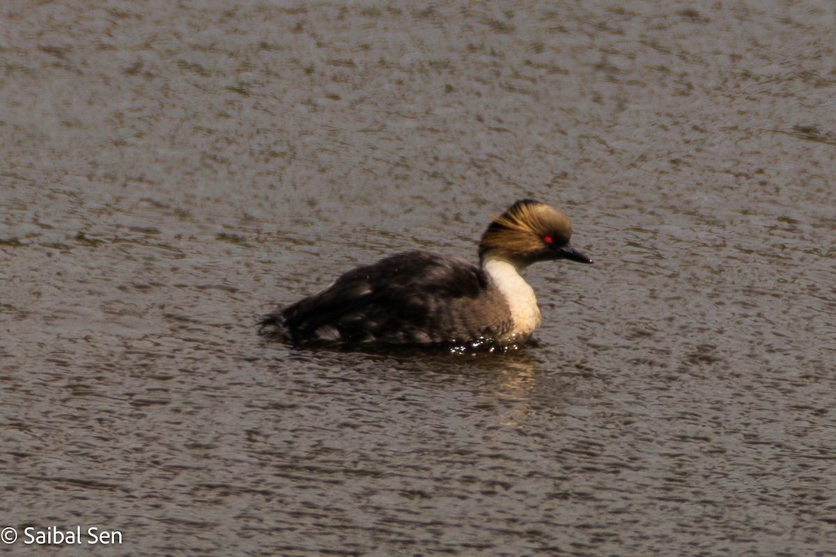 Silvery Grebe - ML647000781