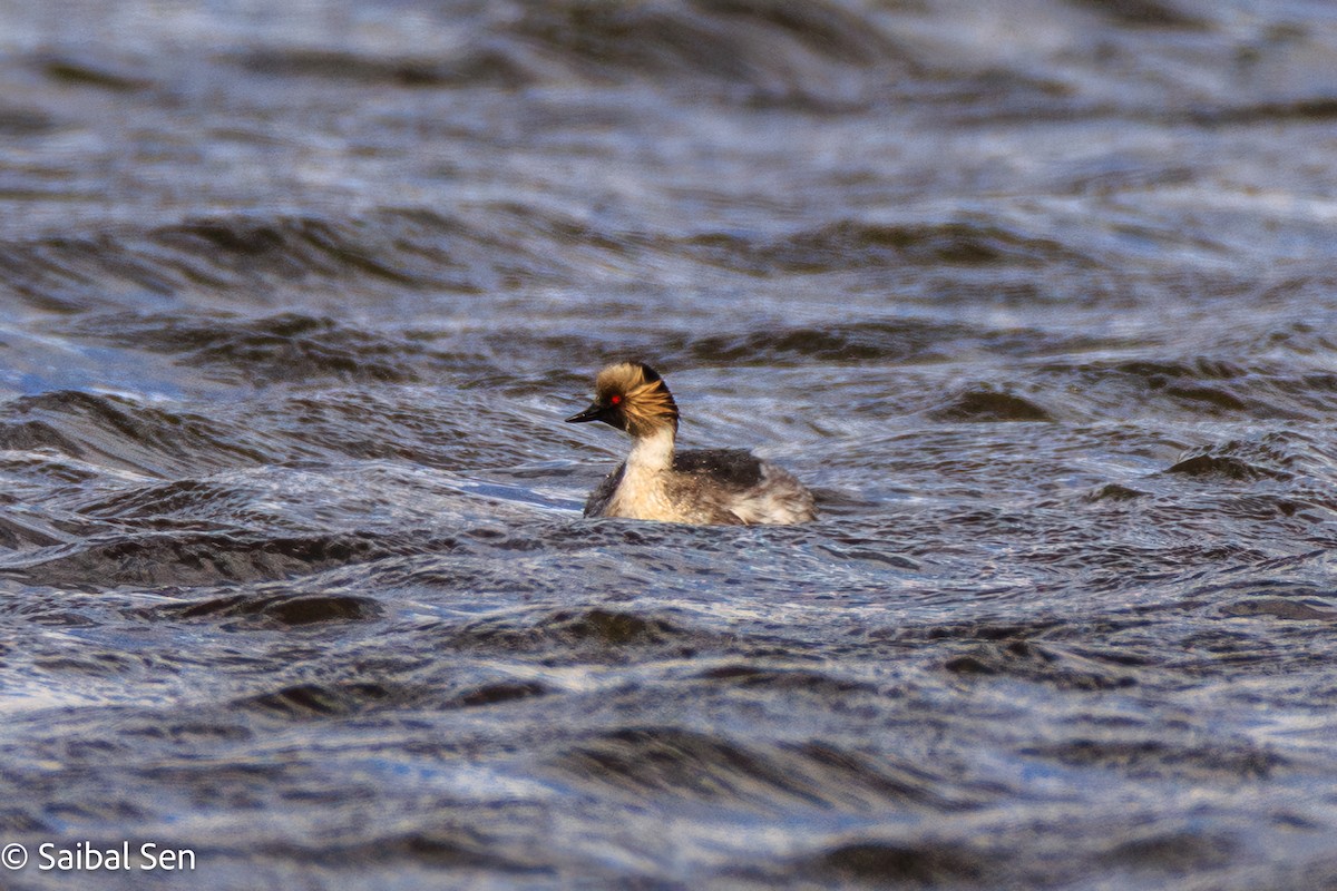 Silvery Grebe - ML647000782