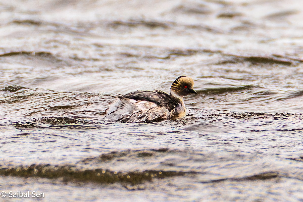 Silvery Grebe - ML647000783