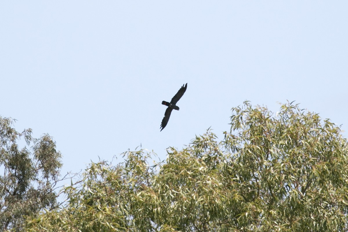 Cacatúa Colirroja - ML647000784