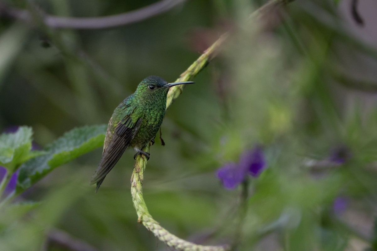 Amazilia Capiazul - ML647000785