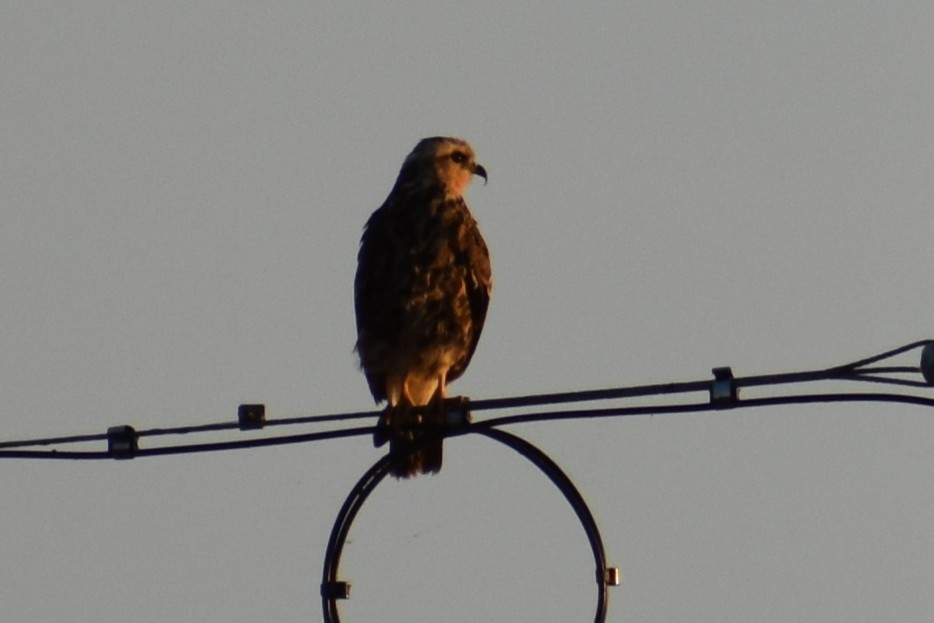 Snail Kite - ML647000790