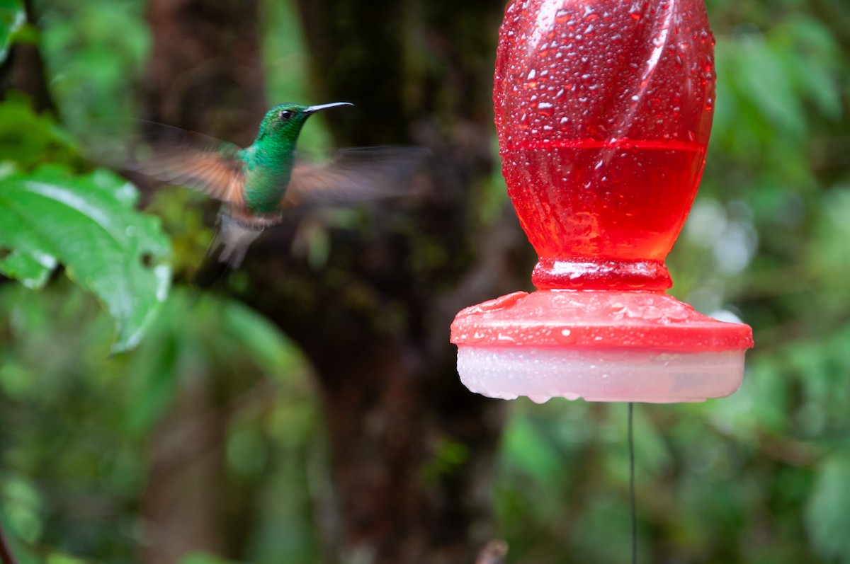 Stripe-tailed Hummingbird - ML647000793